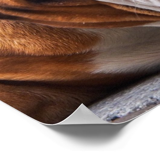 Bulldog Poster (Hoek)