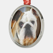 Bulldog Premium Ornament (Links)
