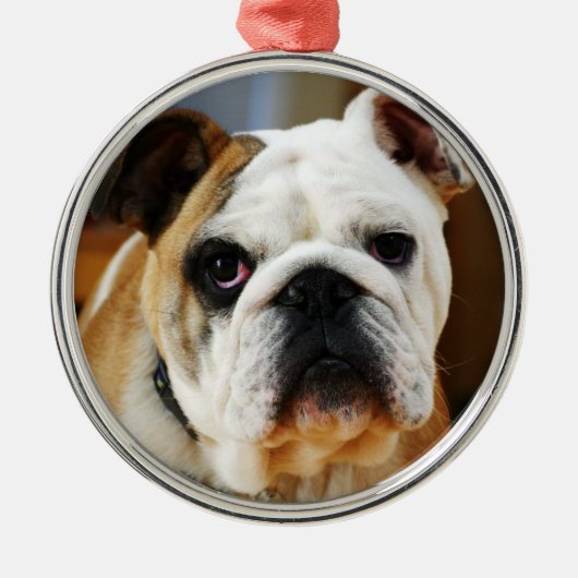 Bulldog Premium Ornament (Voorkant)