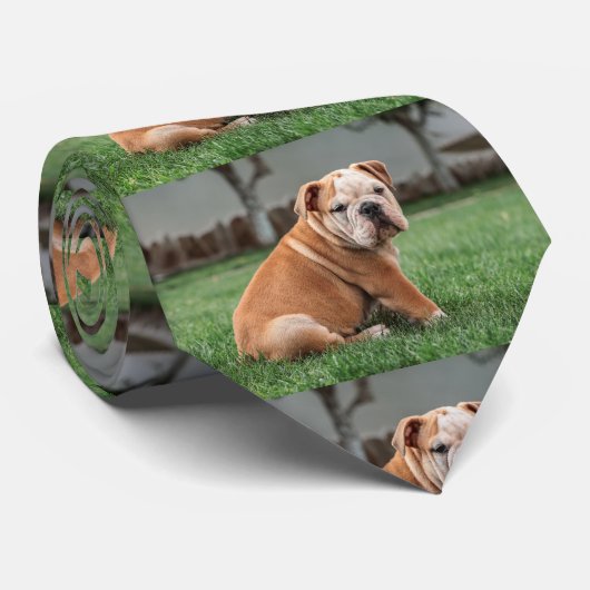 bulldog pup rood en wit stropdas (Opgerold)