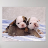 Bulldog Puppies Poster (Voorkant)