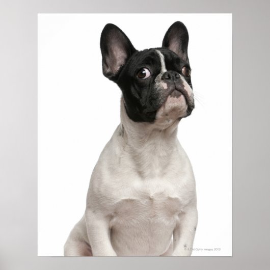 Bulldog puppy (5 maanden oud) poster (Voorkant)