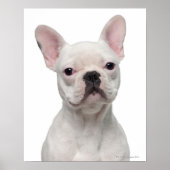 Bulldog Puppy (5 maanden oud) Poster (Voorkant)