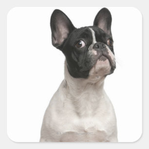 Bulldog puppy (5 maanden oud) vierkante sticker