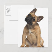 Bulldog puppy (7 maanden oud) briefkaart (Voorkant / Achterkant)