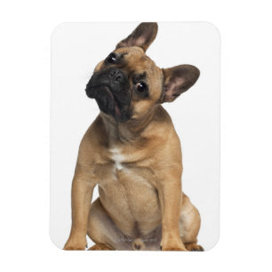 Bulldog puppy (7 maanden oud) magneet