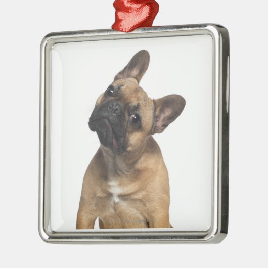 Bulldog puppy (7 maanden oud) metalen ornament (Links)