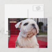 Bulldog Puppy Briefkaart (Voorkant / Achterkant)