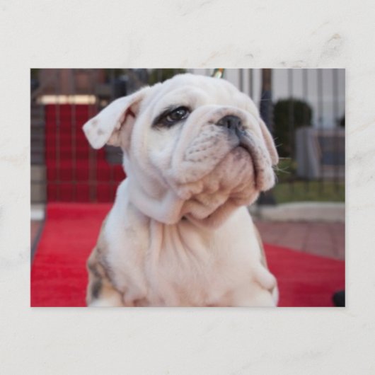 Bulldog Puppy Briefkaart (Voorkant)