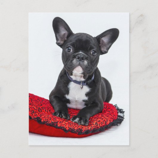 Bulldog Puppy Briefkaart (Voorkant)