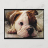 Bulldog puppy briefkaart (Voorkant)