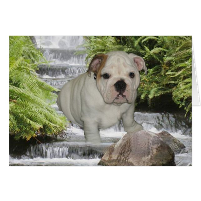 Bulldog Puppy Card Waterfall (Voorkant Horizontaal)