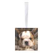 Bulldog Puppy Dog 3 Foto Collage Decoratie (Rechts)