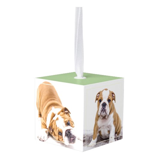 Bulldog Puppy Dog 3 Foto Collage Decoratie (Achter hoekig)