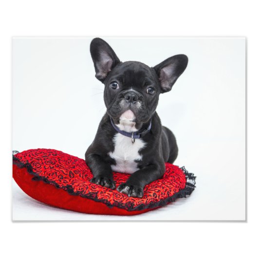 Bulldog Puppy Foto Afdruk (Voorkant)