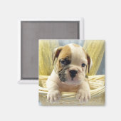 Bulldog Puppy in mandje Magnet (Voorkant / Achterkant)