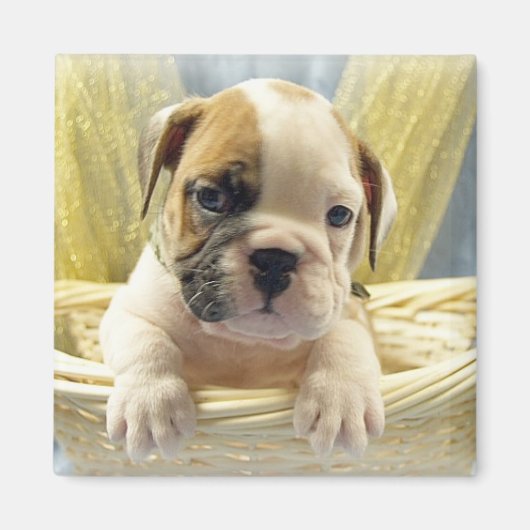 Bulldog Puppy in mandje Magnet (Voorkant)