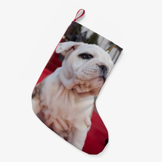 Bulldog Puppy Kleine Kerstsok (Voorkant (Hangend))