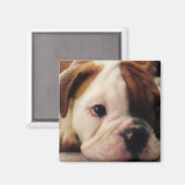 Bulldog puppy magneet (Voorkant / Achterkant)