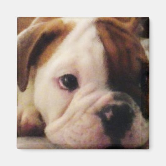 Bulldog puppy magneet (Voorkant)