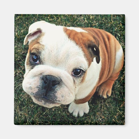 Bulldog Puppy Magneet (Voorkant)