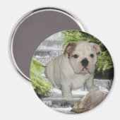 Bulldog Puppy Magnet Waterval (Voorkant / Achterkant)