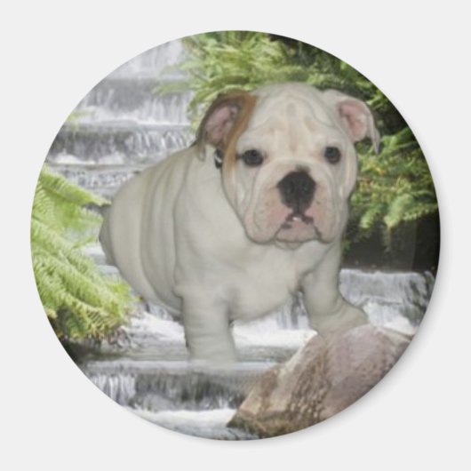 Bulldog Puppy Magnet Waterval (Voorkant)
