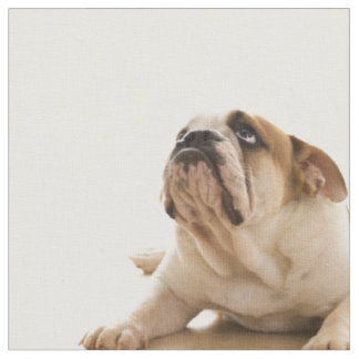 Bulldog puppy stof