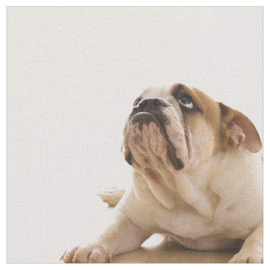 Bulldog puppy stof (Close Up)