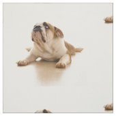 Bulldog puppy stof (Swatch)
