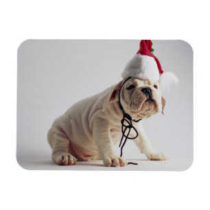 Bulldog Puppy Wearing Santa Hat Magneet