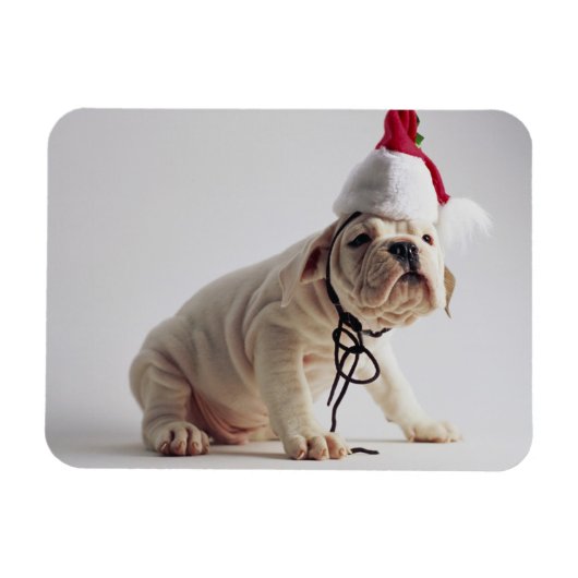 Bulldog Puppy Wearing Santa Hat Magneet (Horizontaal)