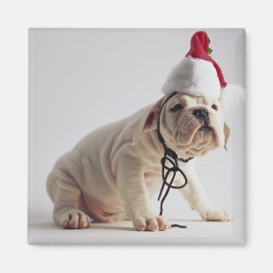 Bulldog Puppy Wearing Santa Hat Magneet