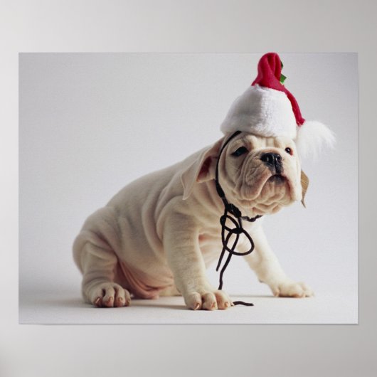 Bulldog Puppy Wearing Santa Hat Poster (Voorkant)