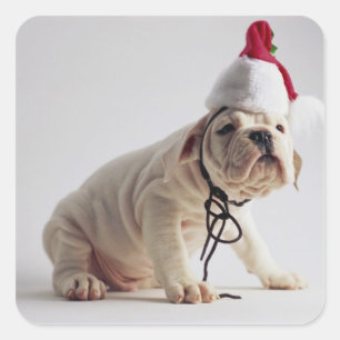 Bulldog Puppy Wearing Santa Hat Vierkante Sticker