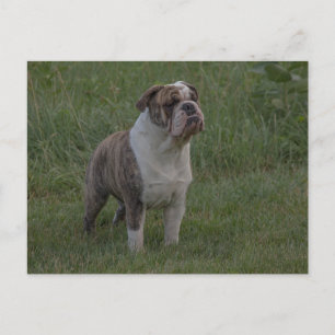 Bulldog Reebruin Gestreept en Wit Staand in Gras Briefkaart