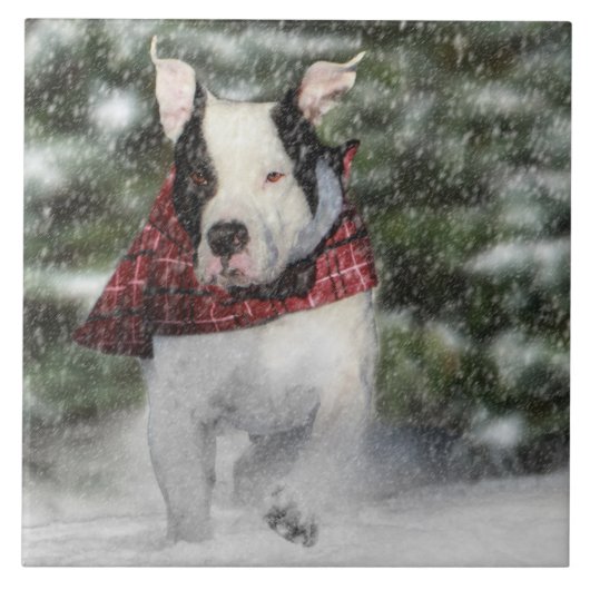 Bulldog Rescue Pup Dashing through the Snow Tegeltje (Voorkant)