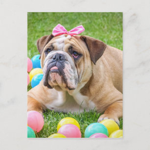 Bulldog Schattige Paashond Hond Hundeportret Huisd Feestdagenkaart