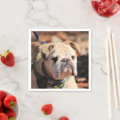 Bulldog Servet (Insitu)