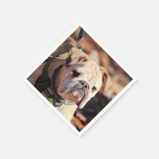 Bulldog Servet (Hoek)