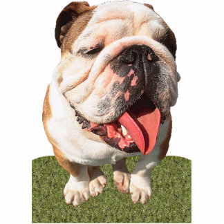 Bulldog Staand Fotobeeldje