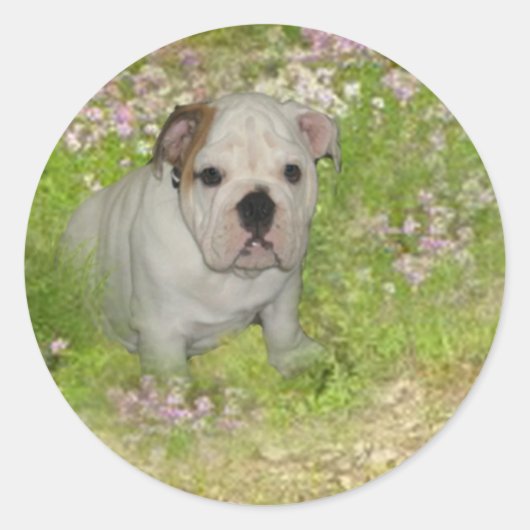 Bulldog Sticker (Voorkant)