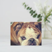 bulldog stinkende oog briefkaart (Staand voorkant)