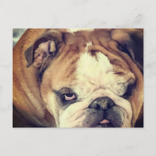 bulldog stinkende oog briefkaart