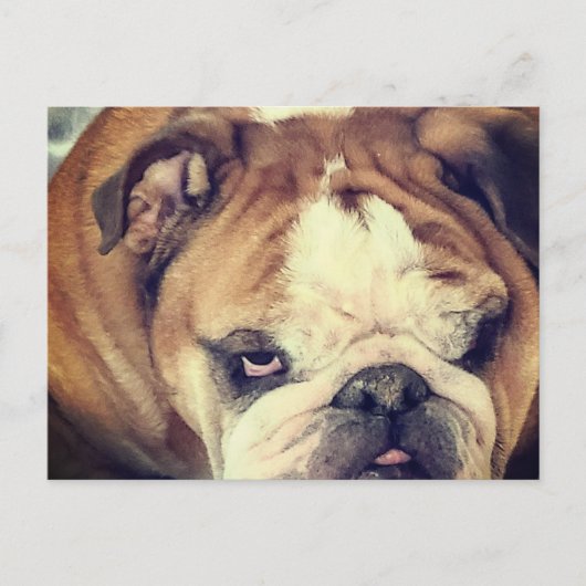bulldog stinkende oog briefkaart (Voorkant)