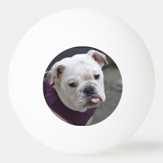 Bulldog Taunt Pingpongbal (Voorkant)