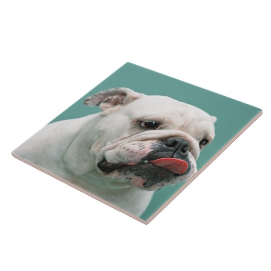 Bulldog Tegeltje (Zijkant)