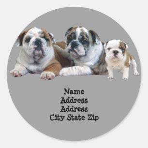 Bulldog Trio-adreslabel Ronde Sticker