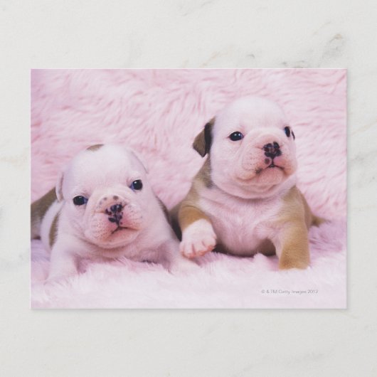 Bulldog; vaak de Engelse Bulldog genoemd. is een Briefkaart (Voorkant)