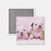 Bulldog; vaak de Engelse Bulldog genoemd. is een Magneet (Voorkant / Achterkant)